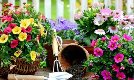 hydrogel for horticulture