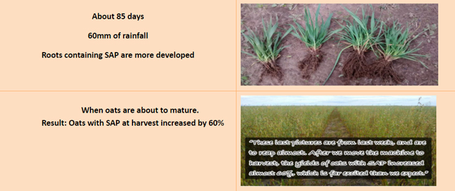 SOCO® Water Retaining Agent in Oats Planting