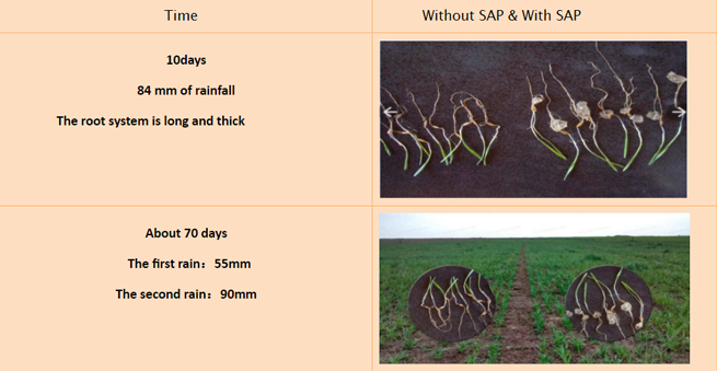 SOCO® Water Retaining Agent in Oats Planting