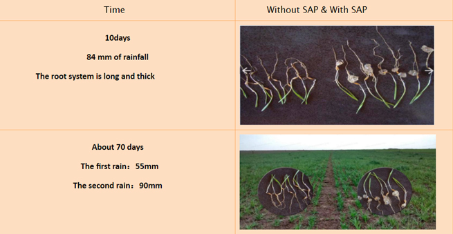 without SAP vs with SAP