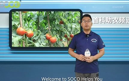 SOCO Polymer for Tomato Seedlings Can Reduce The Wilting of Tomato