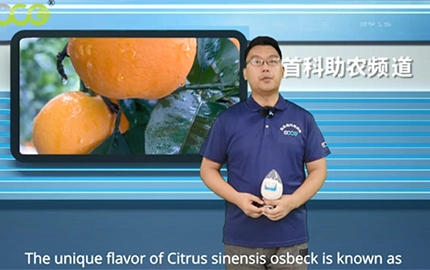 SOCO Joined The Planting of Citrus Sinensis Osbeck At Hongjiang Farmer In Lianjiang City, Guangdong