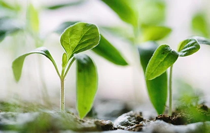 Embark on Your Growth Journey with SOCO® Now !