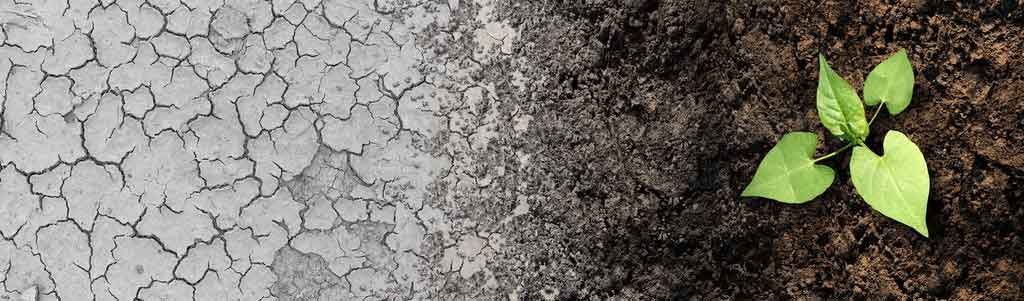 the drought challenge