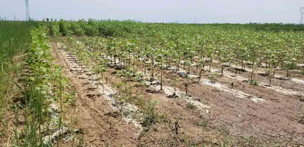 plants grow best in alkaline soil