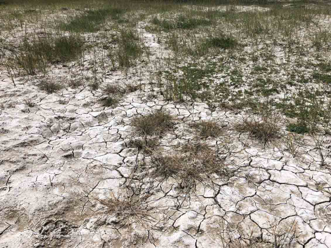 saline-alkali land