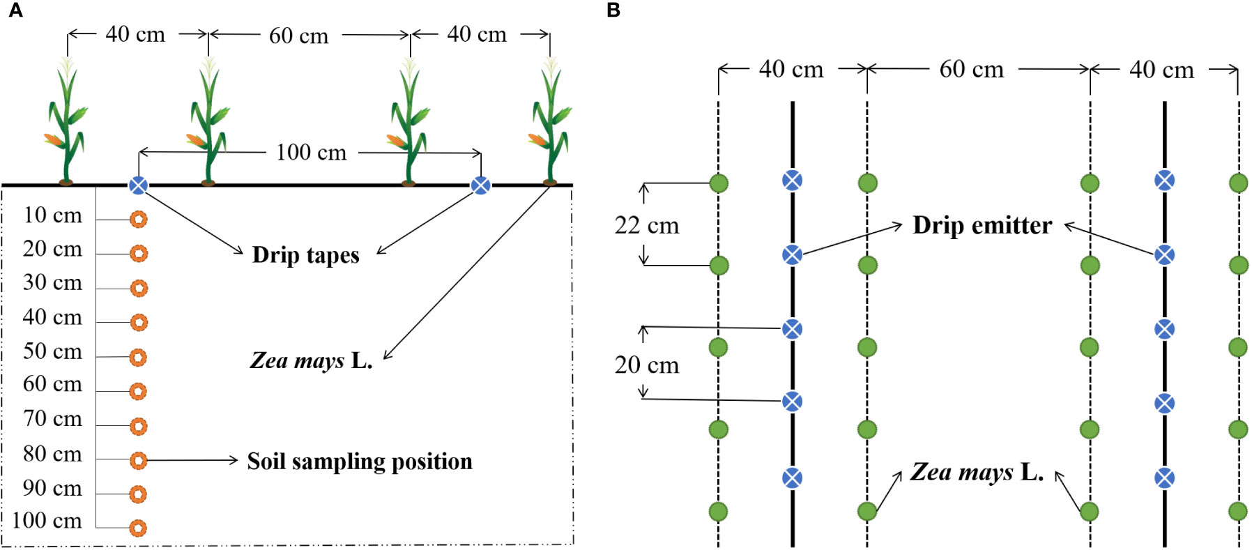 Treatment plot planting pattern and soil sampling sites