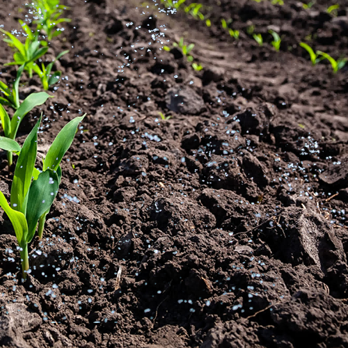 Grow seedlings with AvoSorb™