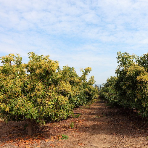 ripe avocado tree benefit from AvoSorb™