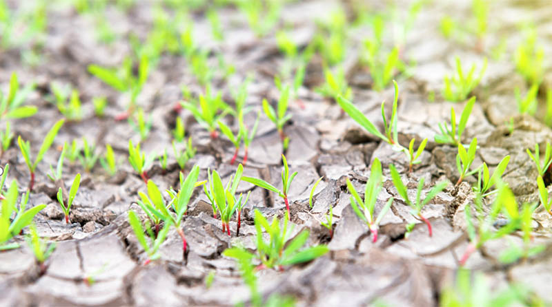 water retaining agents enhance  water utilization and sustainable agriculture