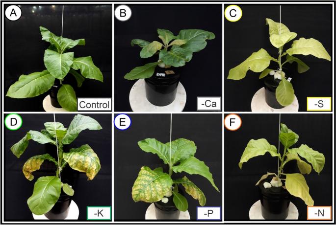 Effects of different soil qualities on crop growth