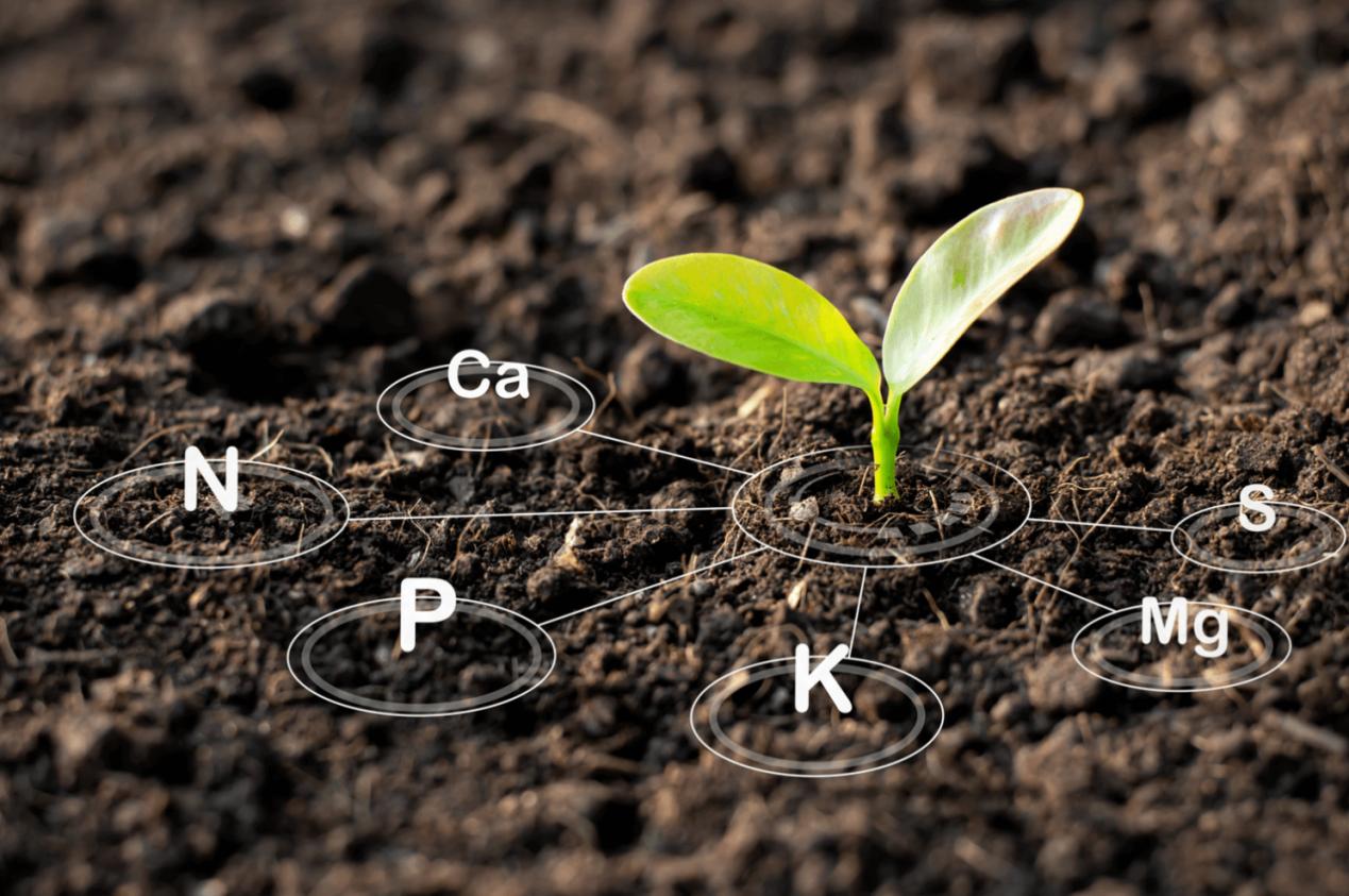Effects of different soil qualities on crop growth