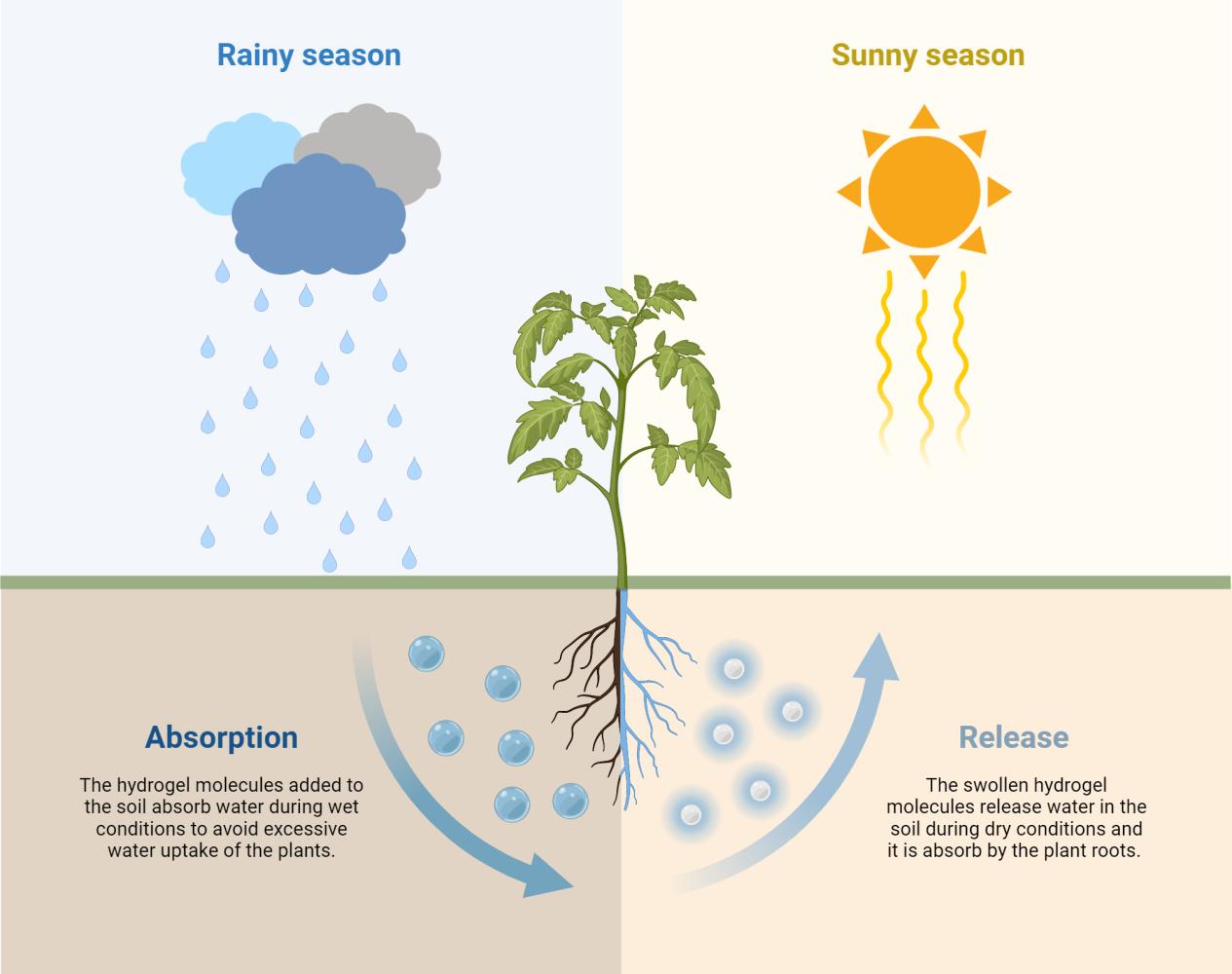 the effects of hydrogel in rainy season vs sunny season