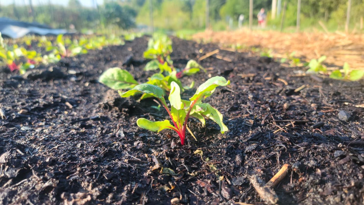Mulching for Moisture Retention: A Protective Layer