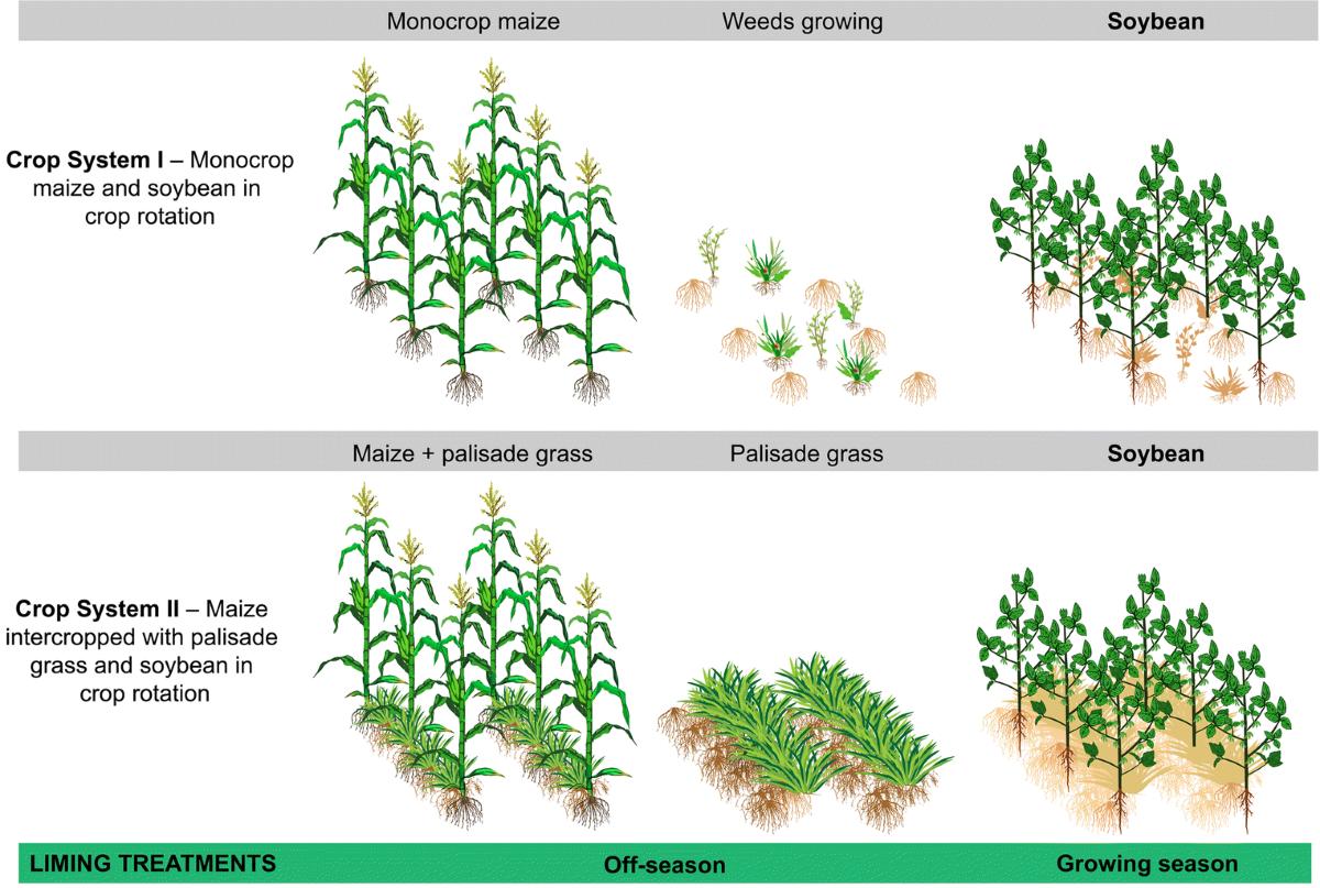 Crop Rotation and Intercropping: Complementary Water Needs