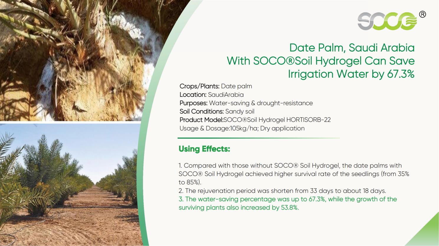 Enhancing Water Efficiency in Saudi Arabian Date Palm Cultivation with SOCO® Soil Hydrogel
