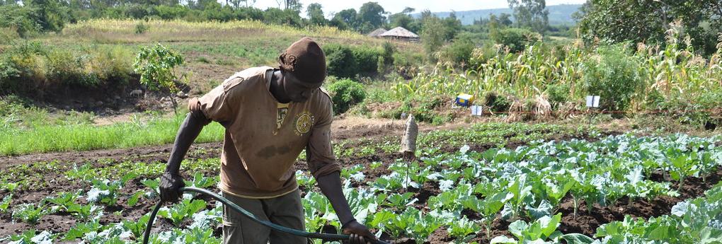 traditional agriculture