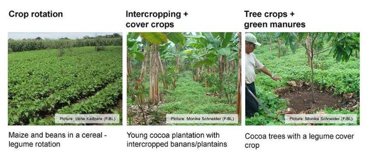 Crop Rotation and Intercropping