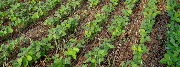 Affordable Agricultural Technologies and Tools