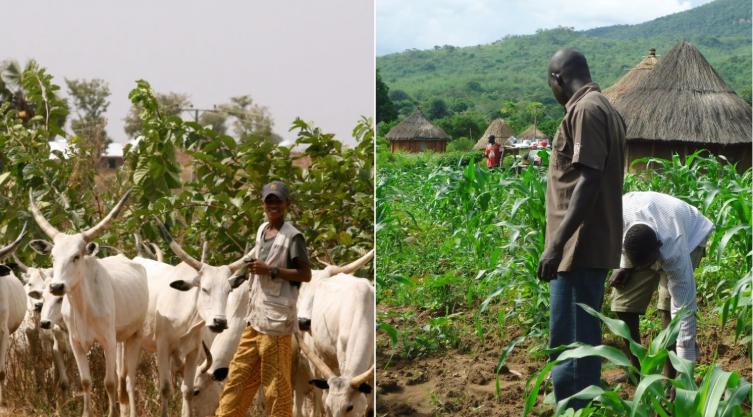 Integrating agriculture with livestock farming