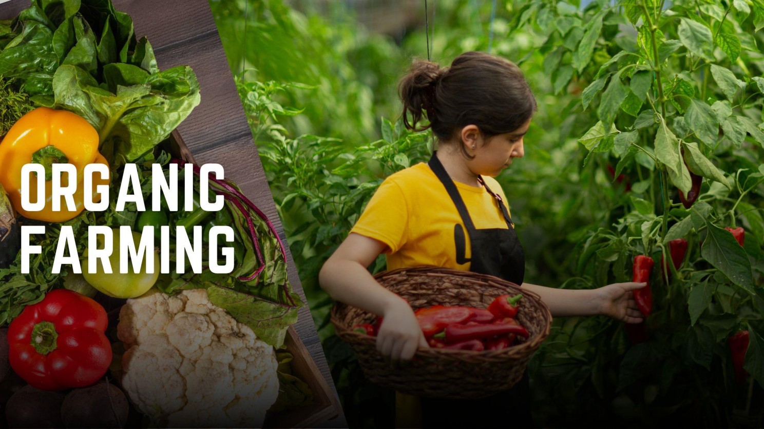 organic farming