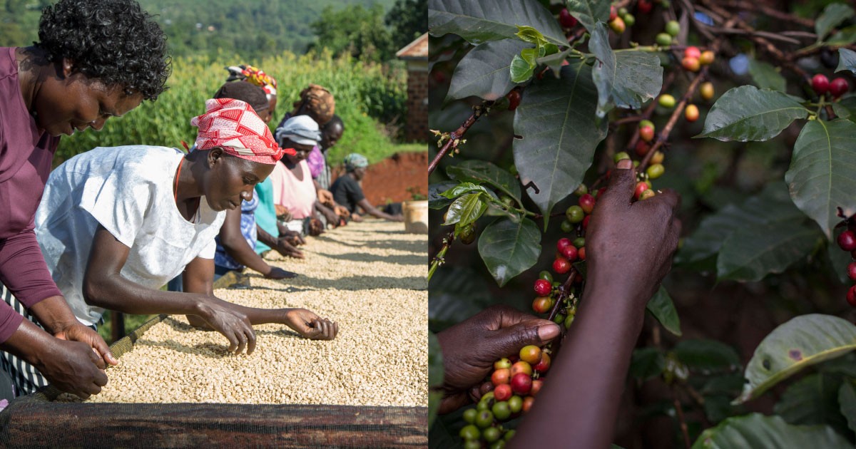 organic coffee farm in Kenya